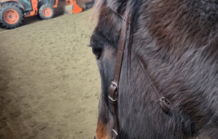 Indoor arena with Moose