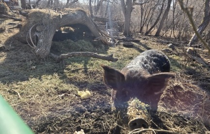 Hogs in the woods