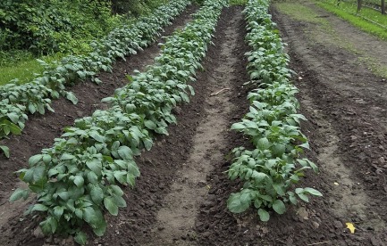Potato patch 2026
