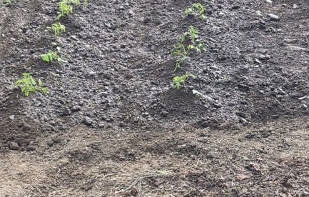 Tomatoes 2026