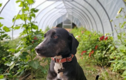 Winston in the Greenhouse