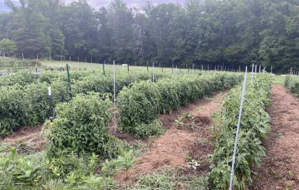Field Tomatoes