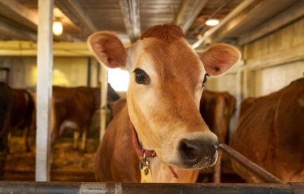 Cow Hendrikson
