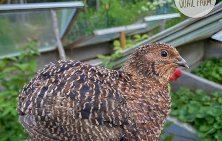 Coturnix Quail