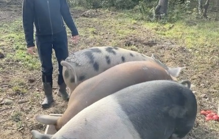 Raising pigs in Maine.