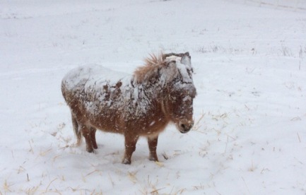 Mini-Moly-Mule