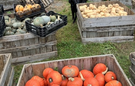 Winter Squash Ready For Storage
