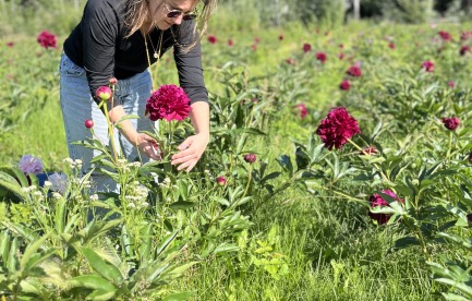 Harvesting peonies at a local peony farm
