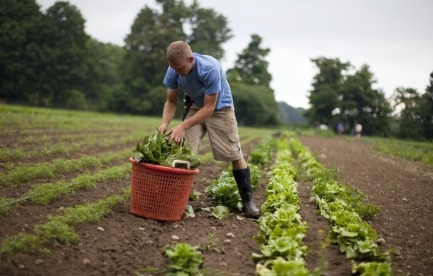 Me harvesting lettuce in the field.
