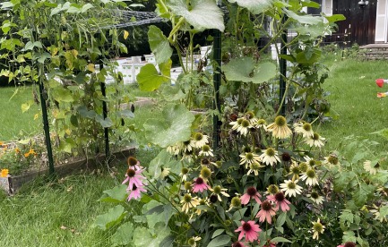 Gardens: echinacea, squash, beans on a trellis