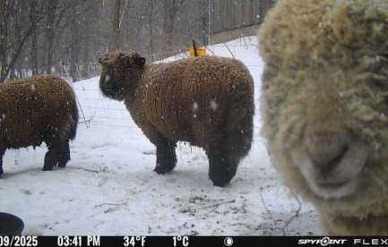 Three sheep making faces into a game camera