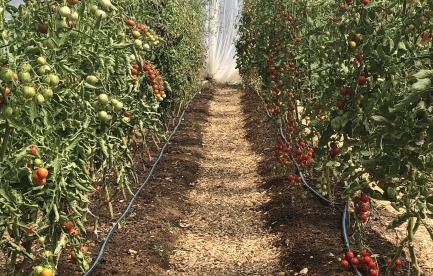 Tomatoes growing under cover