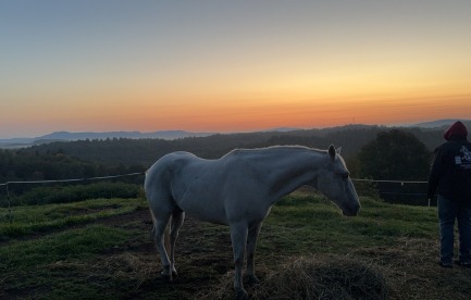 meet our horses 