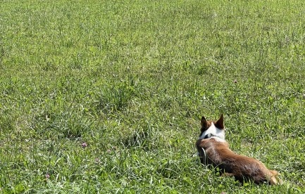 Border Collie watching the sheep
