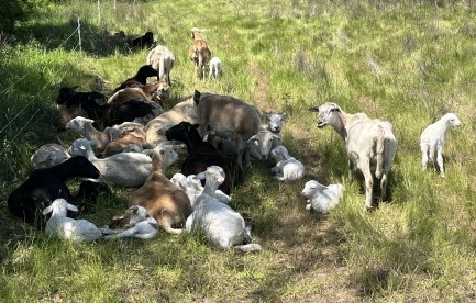 Katahdin ewes and lambs resting in the shade. 