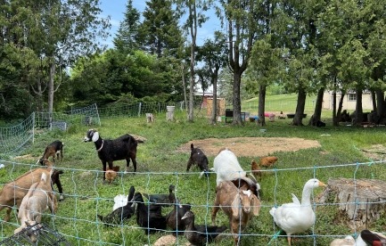 Goats, ducks and geese enjoying the grass