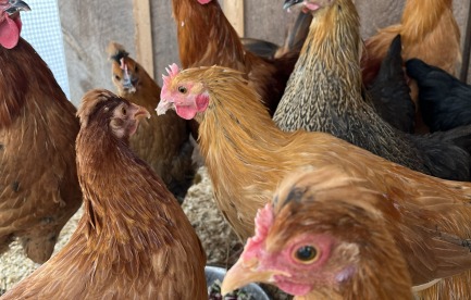 Chickens in their coop