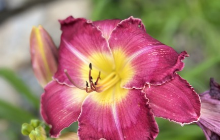 A red lily petaled flower with yellow center and a central whitish line down the center of each petal.