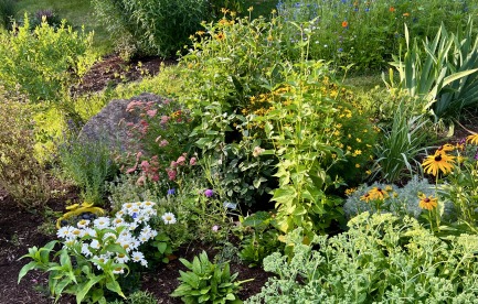 A flower garden with many different flowers including white daisies with yellow centers, anise hyssop flowers that are tall with purple spiky flowers, and black eyed susan flowers with yellow petals and black centers. Many green plants as well.