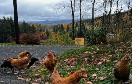 Chickens on a hill