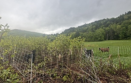 Before and after knotweed 
