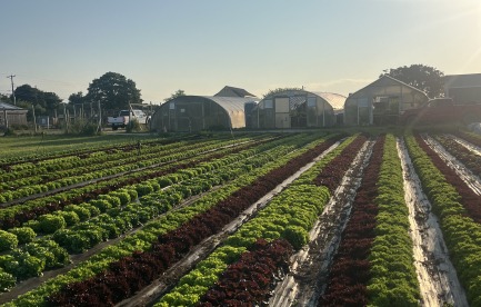 lettuce