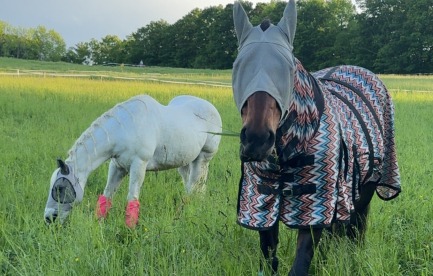 A picture of two of our horses grazing in a beautiful summer pasture