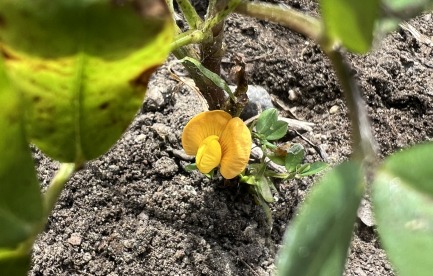First blossom on 2025's VT-grown peanuts!