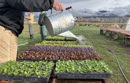 Cold frame 