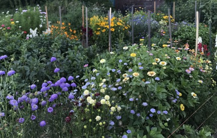 Rows of multi colored flowers with wooden stakes at the row ends