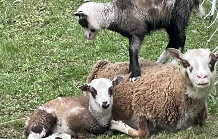 A few of my sheep.  I’ve been working on creating a flock with superb fleeces, temperaments and resilience.  Especially climate resilience. 