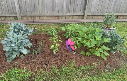 Home vegetable garden that includes greens, zuchinni, squash, and snap peas!