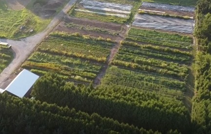 Current farm