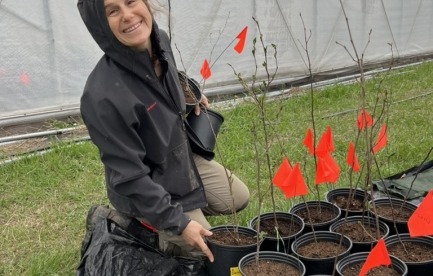 Checking on the 2200 native plants we bareroot potted up, half inoculated (and half not) with native mycorrhizae we grew following a guide we recently published