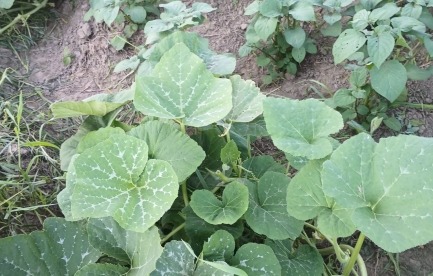 Bitter greens and squash