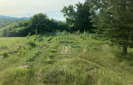 This is the current property I am growing on and rehabilitating.