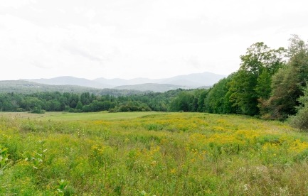Field