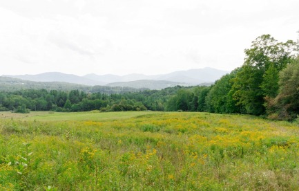 Open field with forest in the background