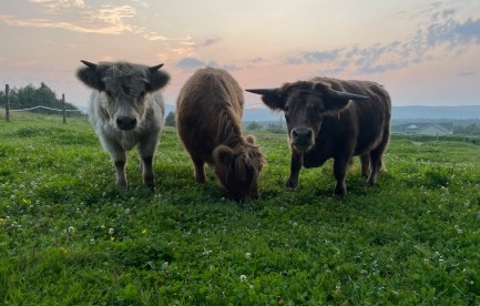 Shorthorn/Highland Beef Steer