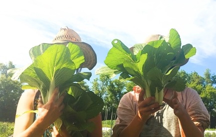 Harvest Bok Choy