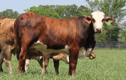 Braford (Tiger Stripe) Cattle