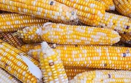 corn