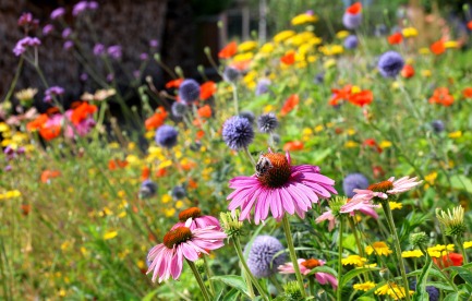 Medicinal  and edible flowers