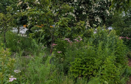 food forest at the school