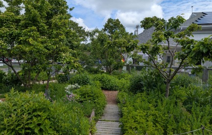 food forest at the school
