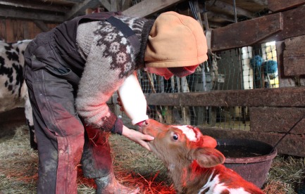 Bottle feeding a new born calf 