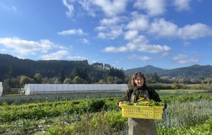 Taylor harvesting chard