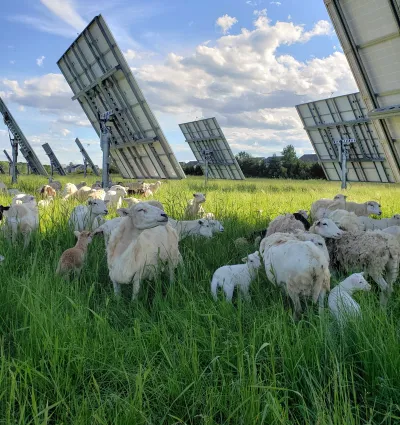 Sheep grazing under solar