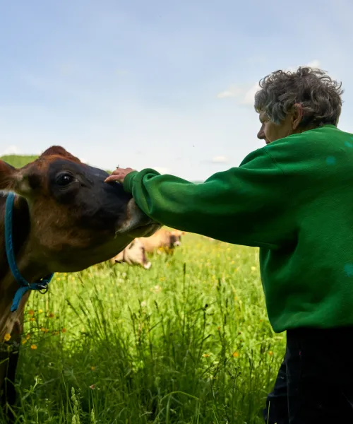 farmer petting cow