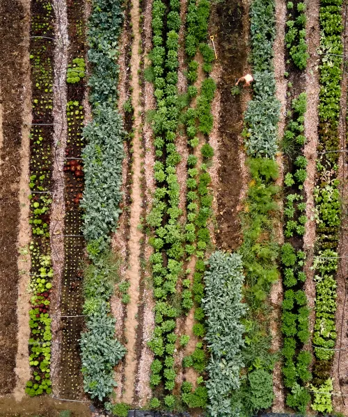 overhead of veggie field